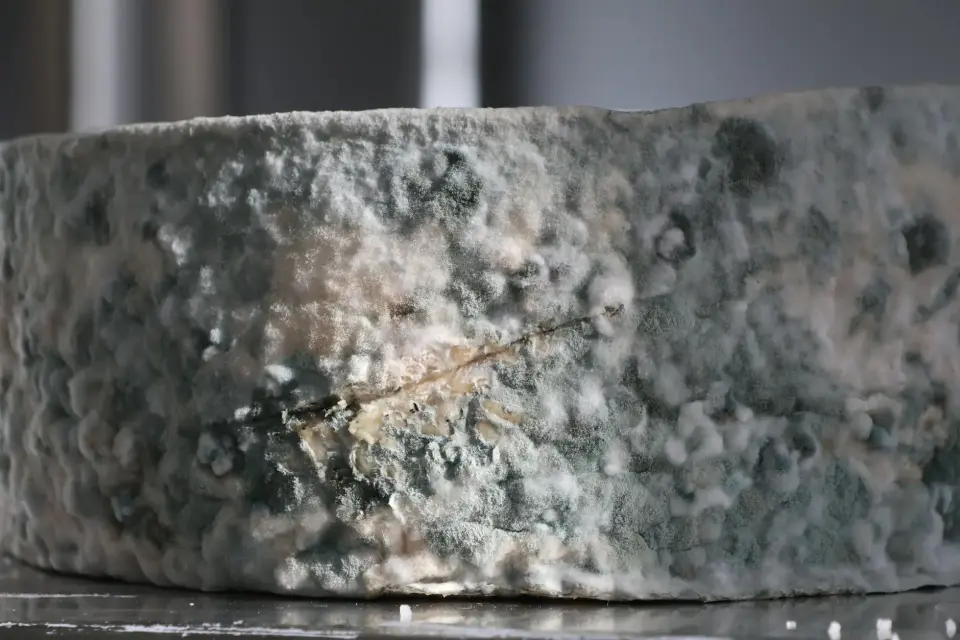 Professional Mold Removal And Testing In Columbia — Columbia